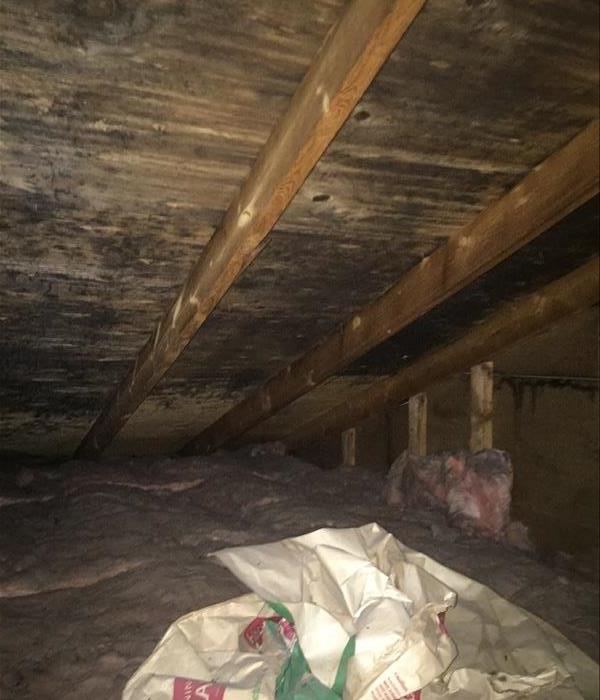 attic crawl space with mold on the ceiling 