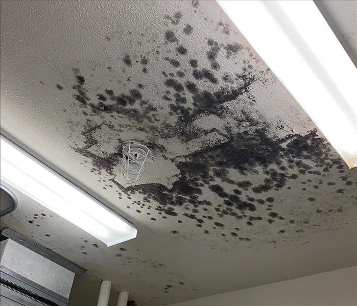 image of mold growing on the ceiling of a commercial mechanical room